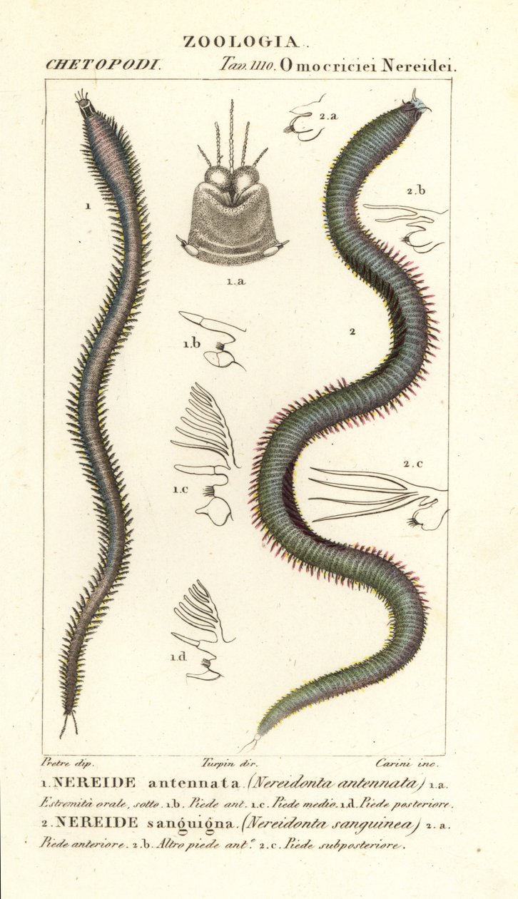 Leodice Antennata、Nereidonta Antennata 1 和 Eunice sanguinea、Nereidonta sanguinea 2 作者 卡里尼卡里尼