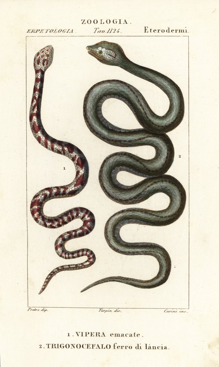 环颈喷毒眼镜蛇 Hemachatus haemachatus 1 和马提尼克矛头蛇 Bothrops lanceolatus 2 作者 卡里尼卡里尼