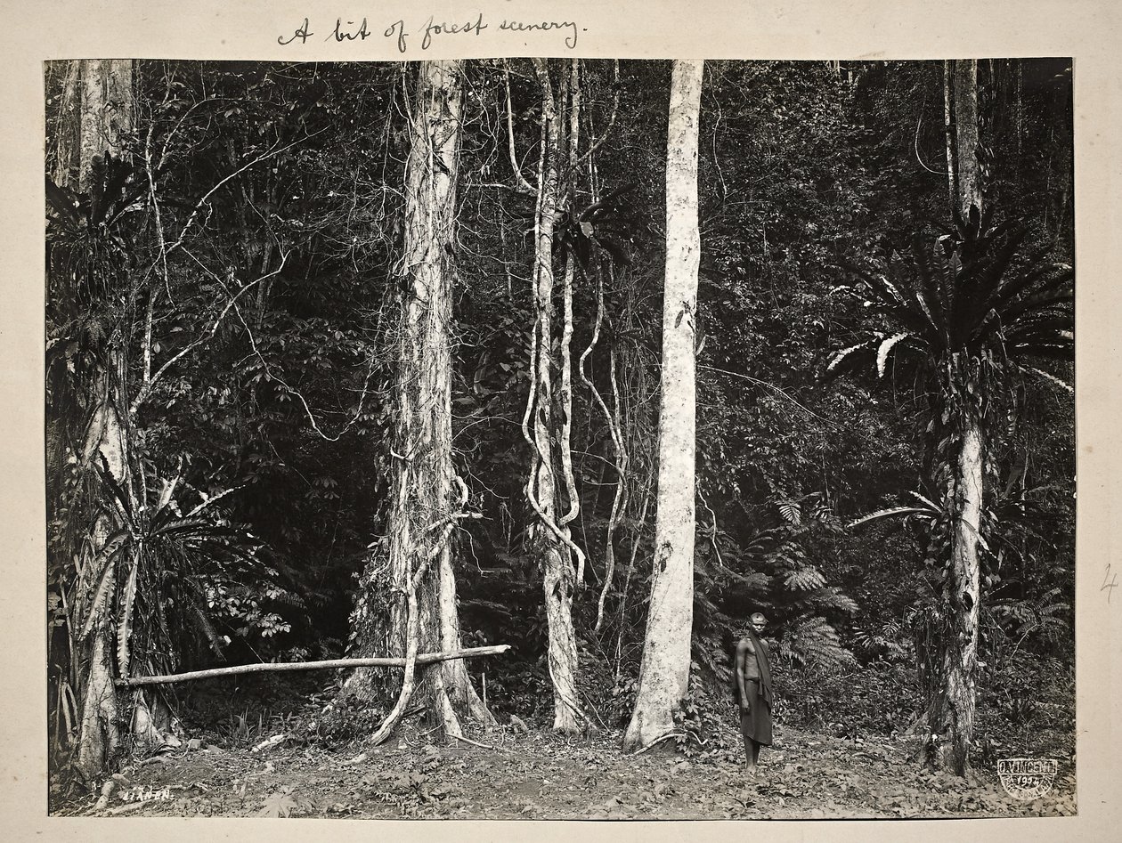 Lianen，或攀缘植物，1904年（铂金印刷） 作者 卡尔·文森蒂