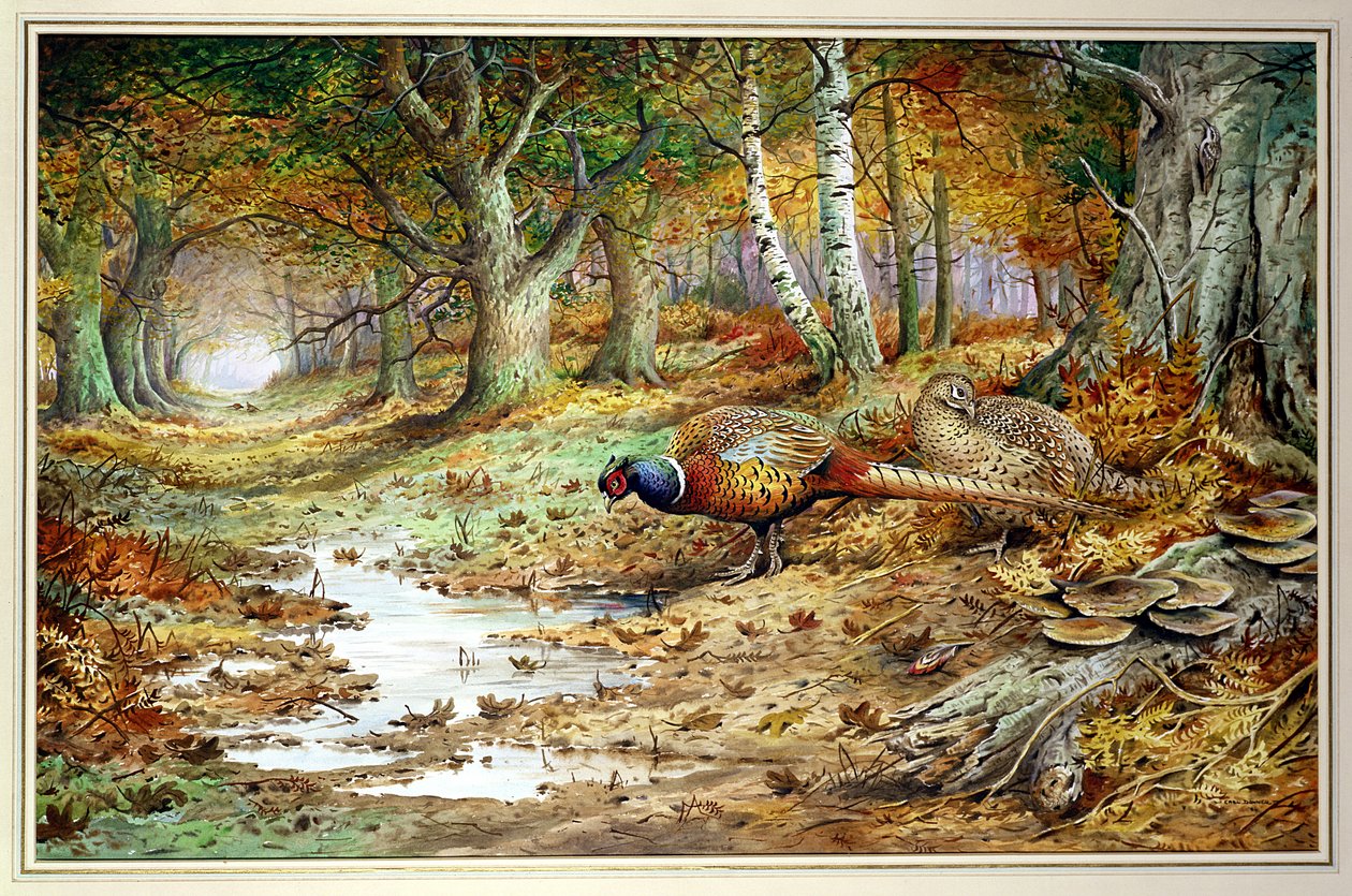 Cock Pheasant和Sulphur Tuft Fungi，（wc） 作者 卡尔·唐纳
