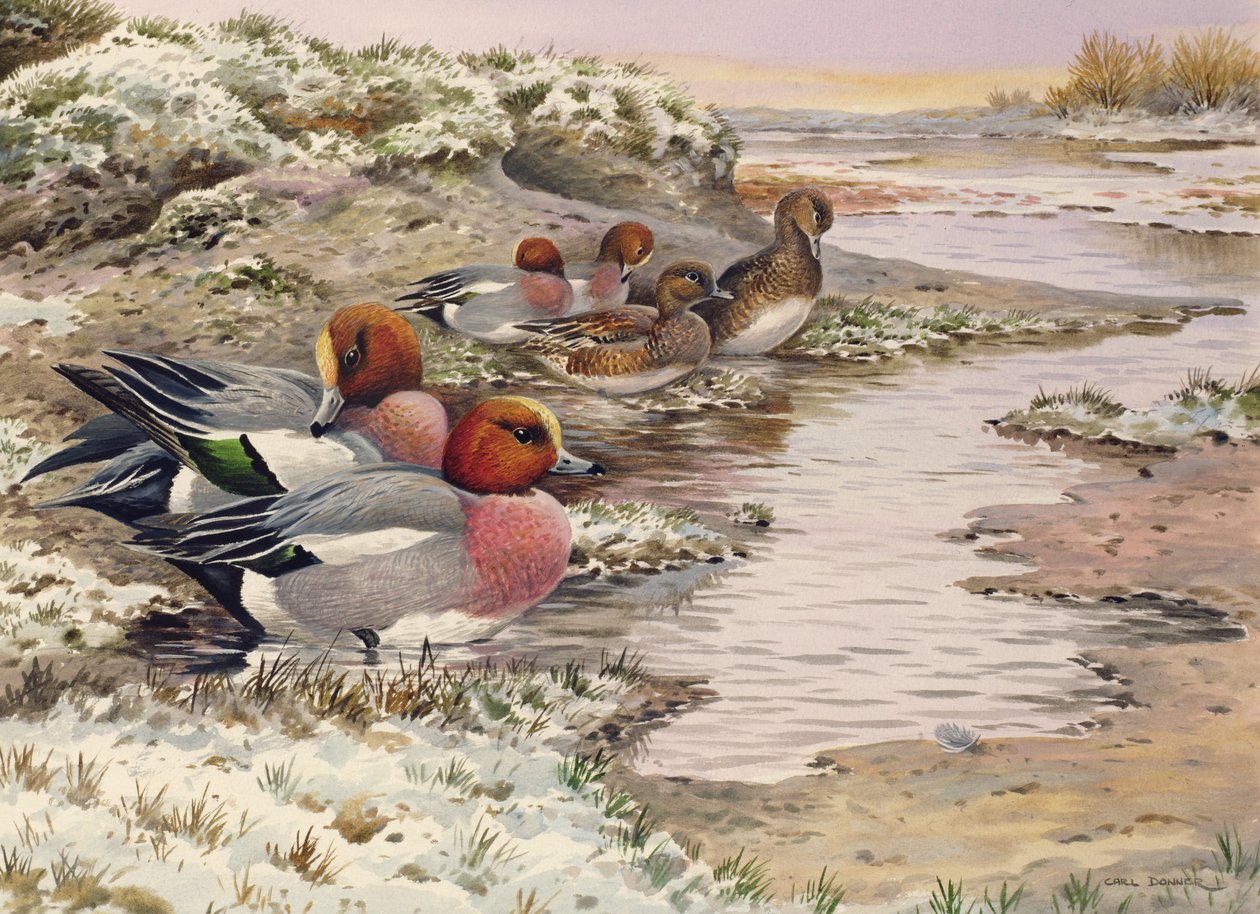 洗涤的黎明 -  Wigeon 作者 卡尔·唐纳