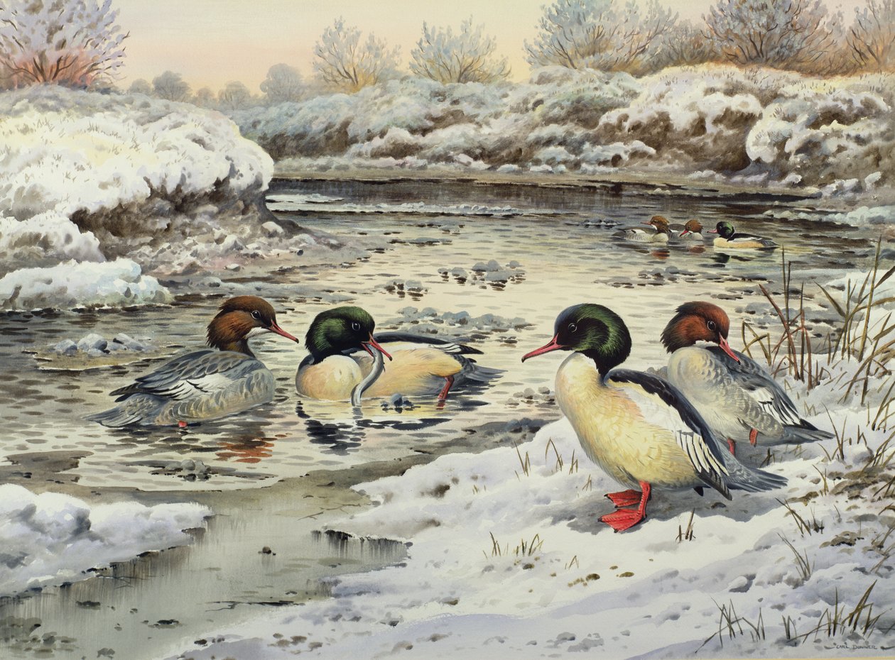 Goosanders 作者 卡尔·唐纳
