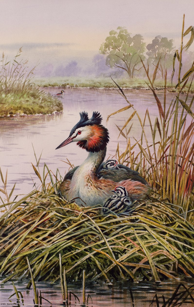 Great-Crested Grebes 作者 卡尔·唐纳