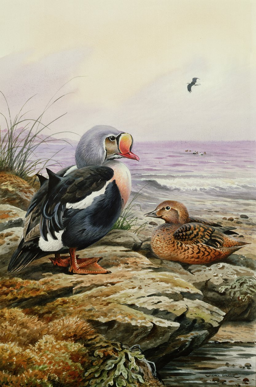 King Eider（wc） 作者 卡尔·唐纳