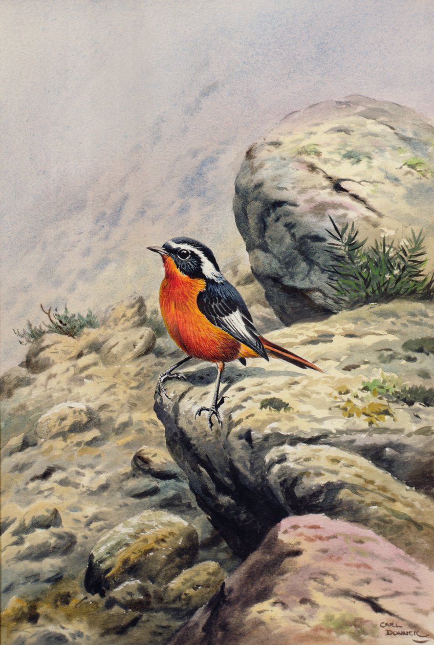 Moussiers Redstart 作者 卡尔·唐纳