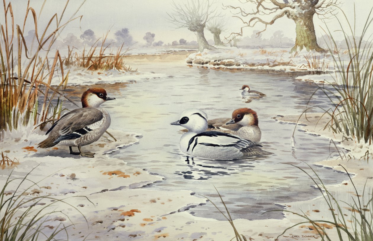 Smew（wc） 作者 卡尔·唐纳