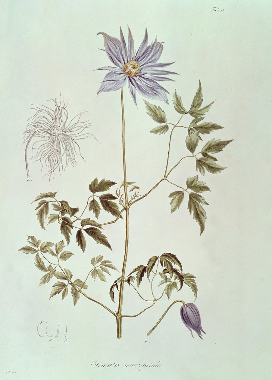 Clematis macropetala，来自“Icones Plantarum Floram Rossicam”1829 作者 卡尔·弗里德里希·冯·勒德布尔