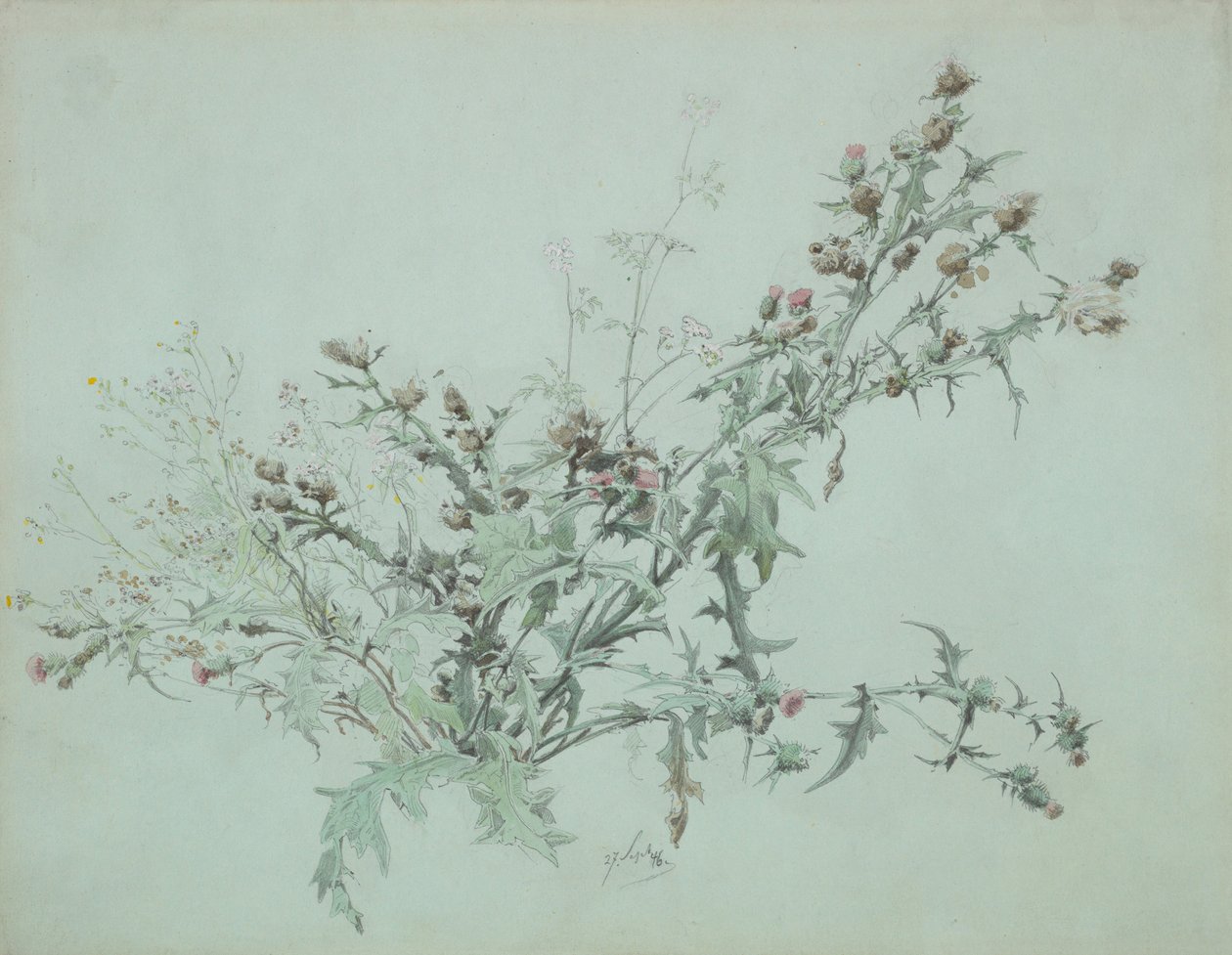 花蓟的研究》，1846年。 作者 卡尔·乔治·安东·格雷布