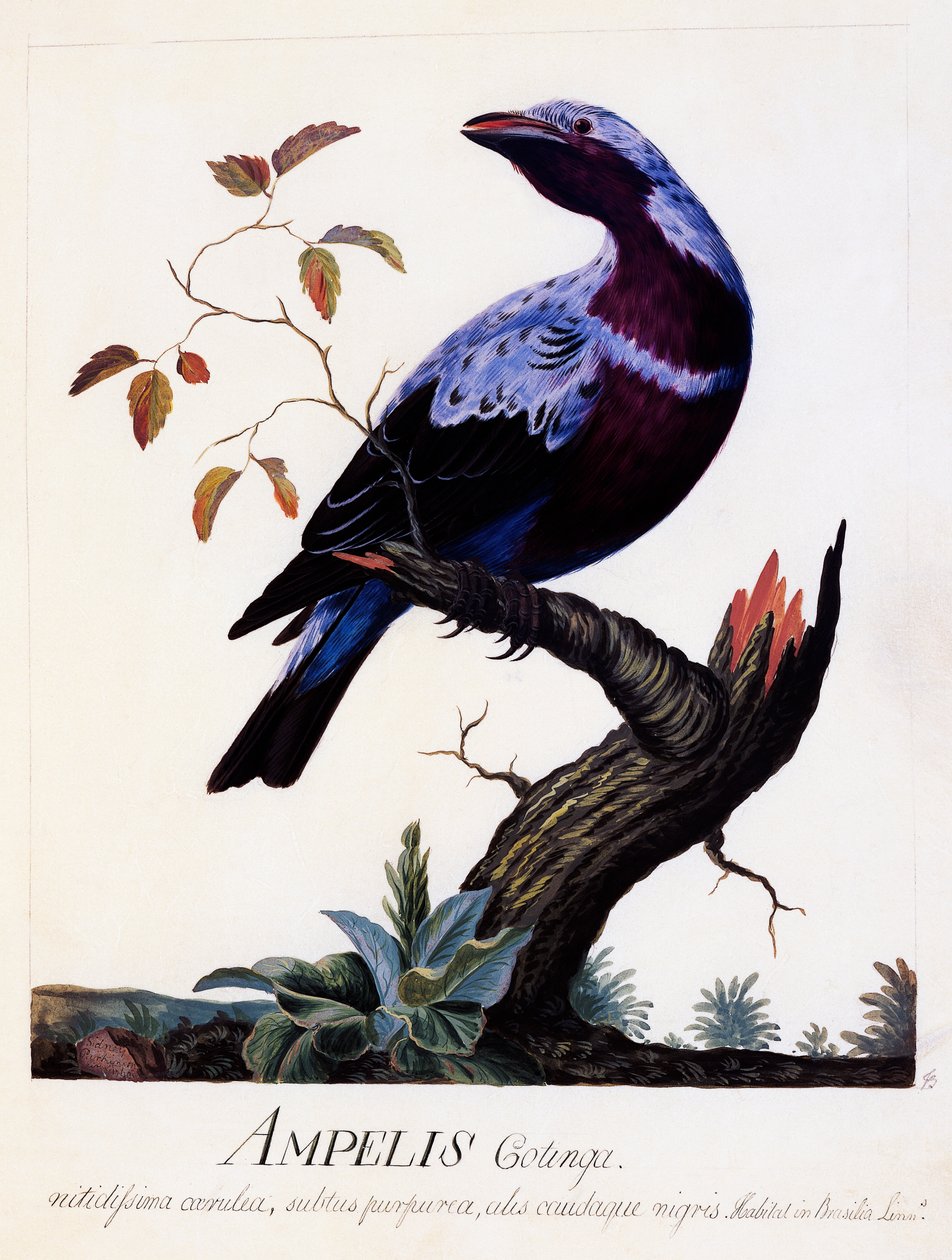 Ampelis cotinga (Cotinga cotinga)，紫胸 Cotinga，水彩画 作者 卡尔·林奈