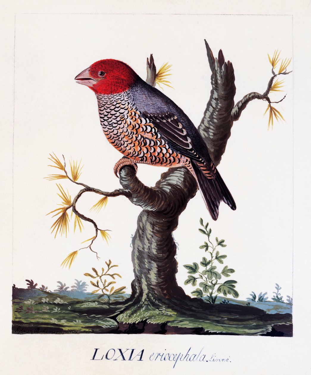 Loxia erythrocephala（Amadina erythrocephala），红头雀，水彩画 作者 卡尔·林奈