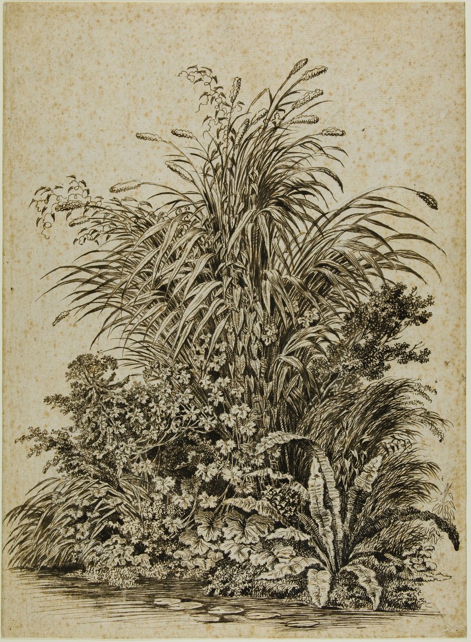 水边的植物 作者 老卡尔·威廉·科尔贝