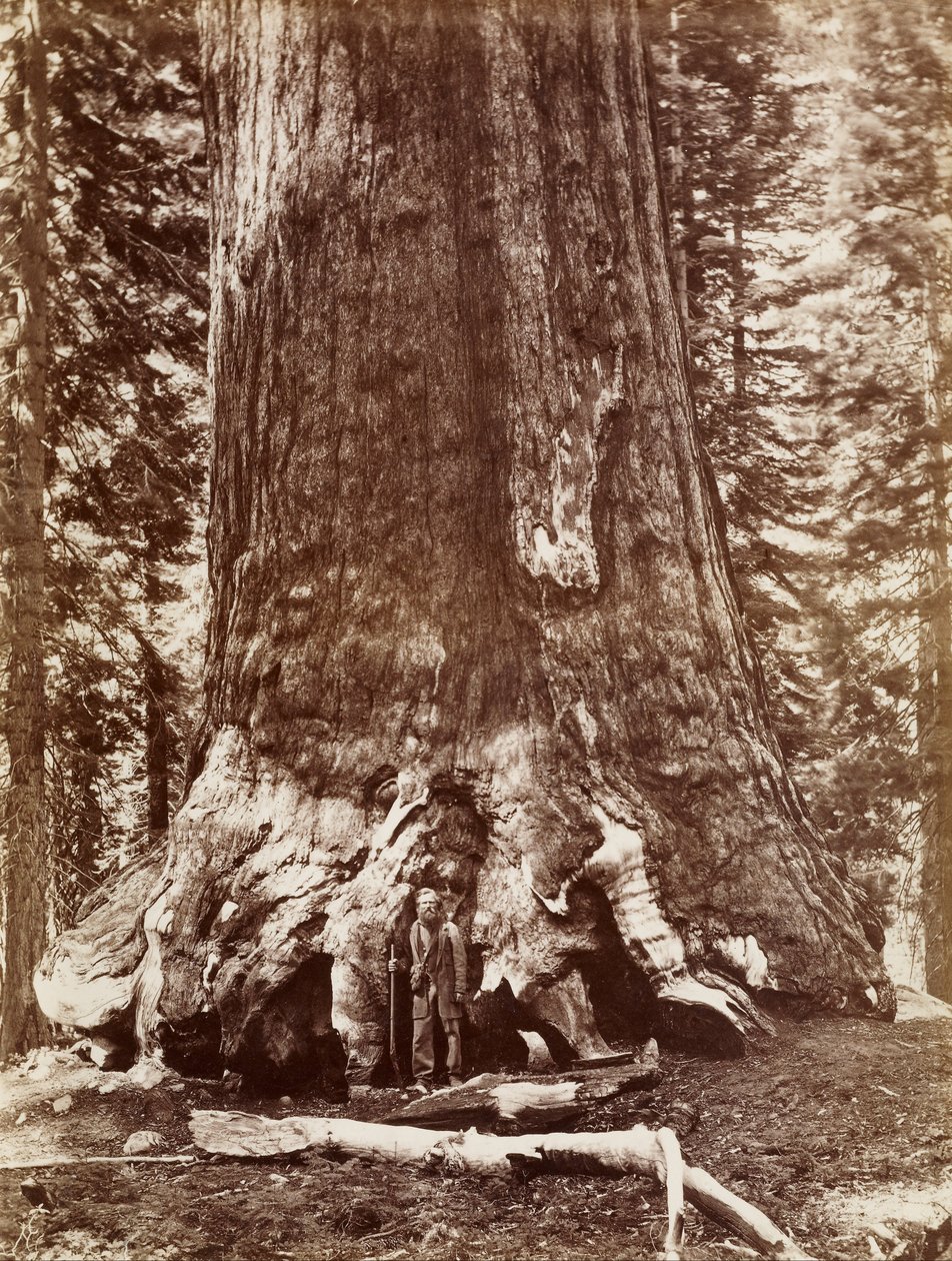 （Grizzly Giant Diameter 33 Ft.Mariposa Grove） 作者 卡尔顿·沃特金斯