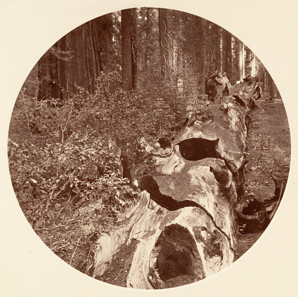 Auld Reckie - C. Grove，约1878年。 作者 卡尔顿·埃蒙斯·沃特金斯