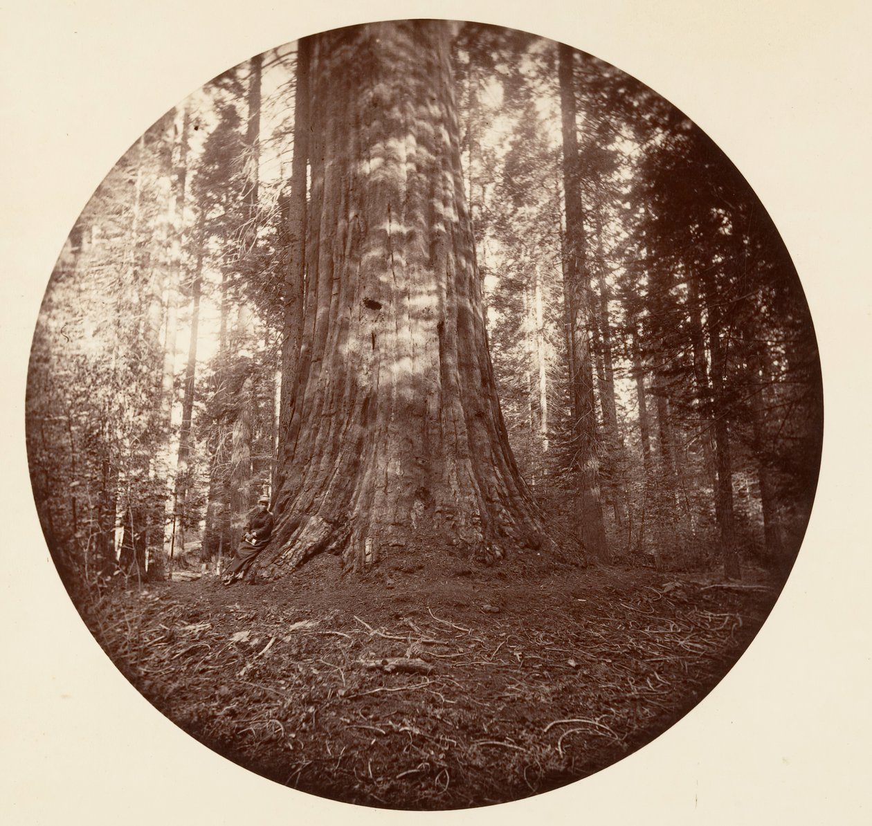 帝国州。C. Grove，约1878年。 作者 卡尔顿·埃蒙斯·沃特金斯