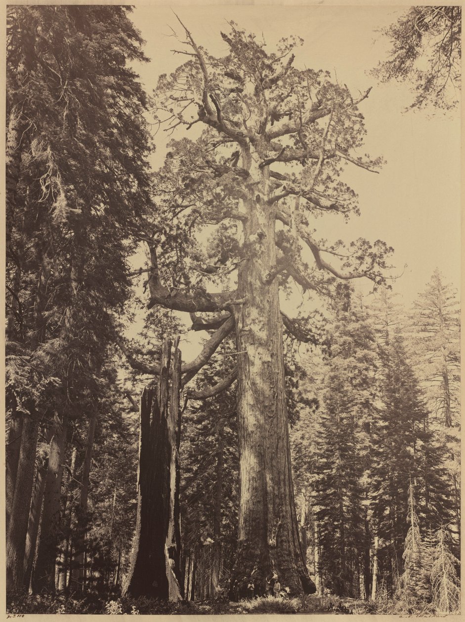 灰熊巨人，马里波萨树林，1861 年（照片） 作者 卡尔顿·埃蒙斯·沃特金斯