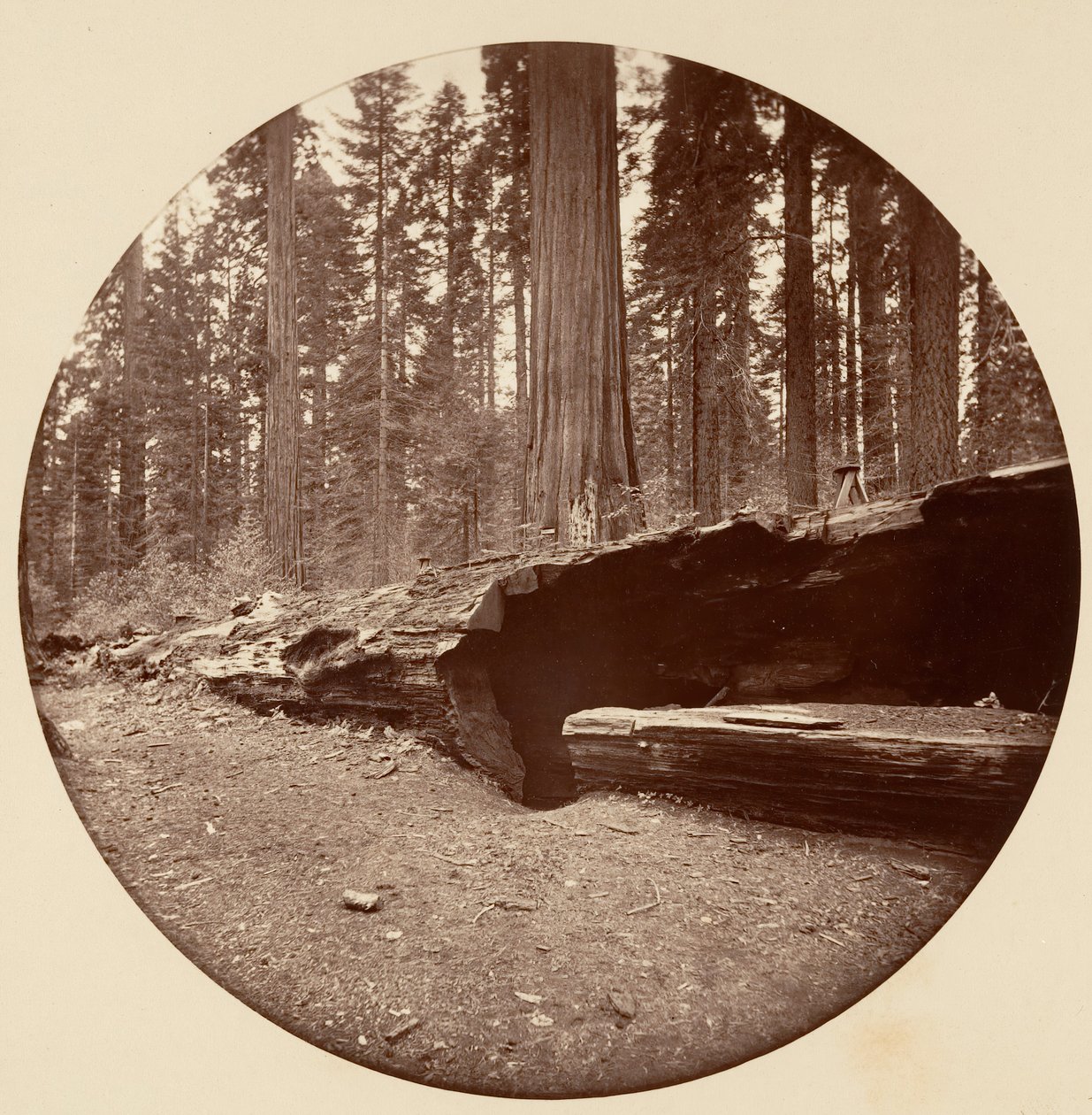 Mammoth Three Grove Hotel Calaveras Co Cal., ca. 1878. 作者 卡尔顿·埃蒙斯·沃特金斯