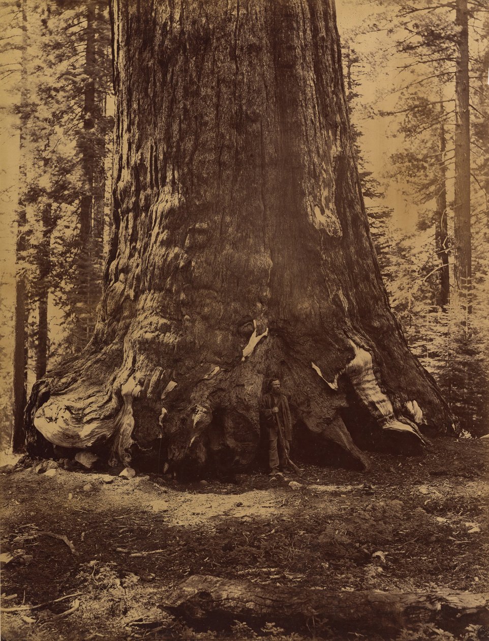 与盖伦-克拉克的灰熊巨人部分，优胜美地的马里波萨丛林，1865-66。 作者 卡尔顿·埃蒙斯·沃特金斯