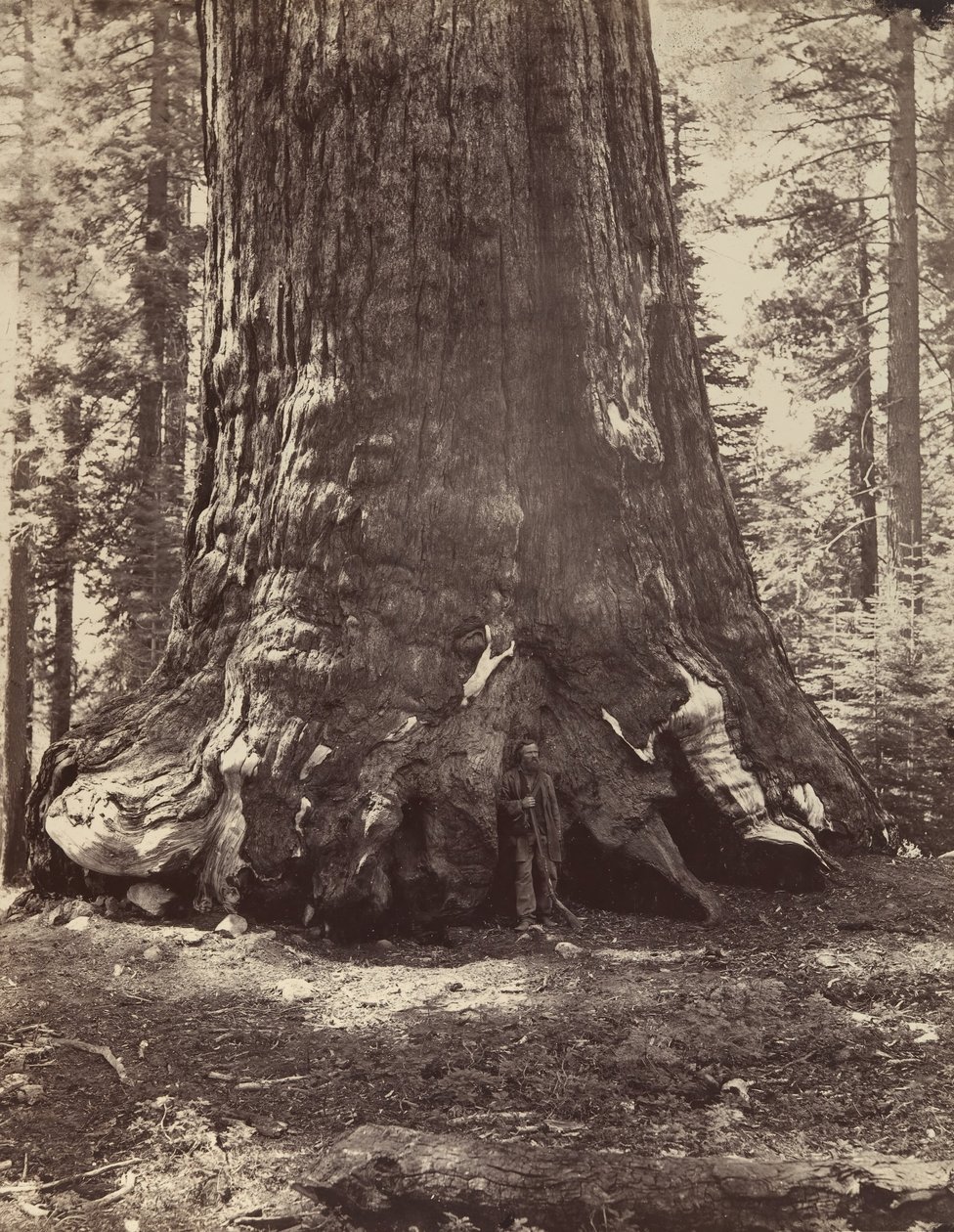 Grizzly Giant与Galen Clark的一段，Mariposa Grove，Yosemite，1865-66，约1876年印刷。 作者 卡尔顿·埃蒙斯·沃特金斯