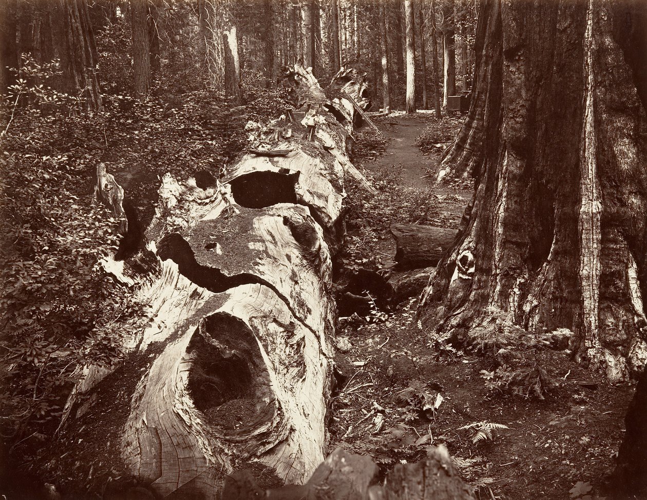 森林之父，周长112英尺，Calaveras Grove，1865-66，约1876年印刷。 作者 卡尔顿·埃蒙斯·沃特金斯
