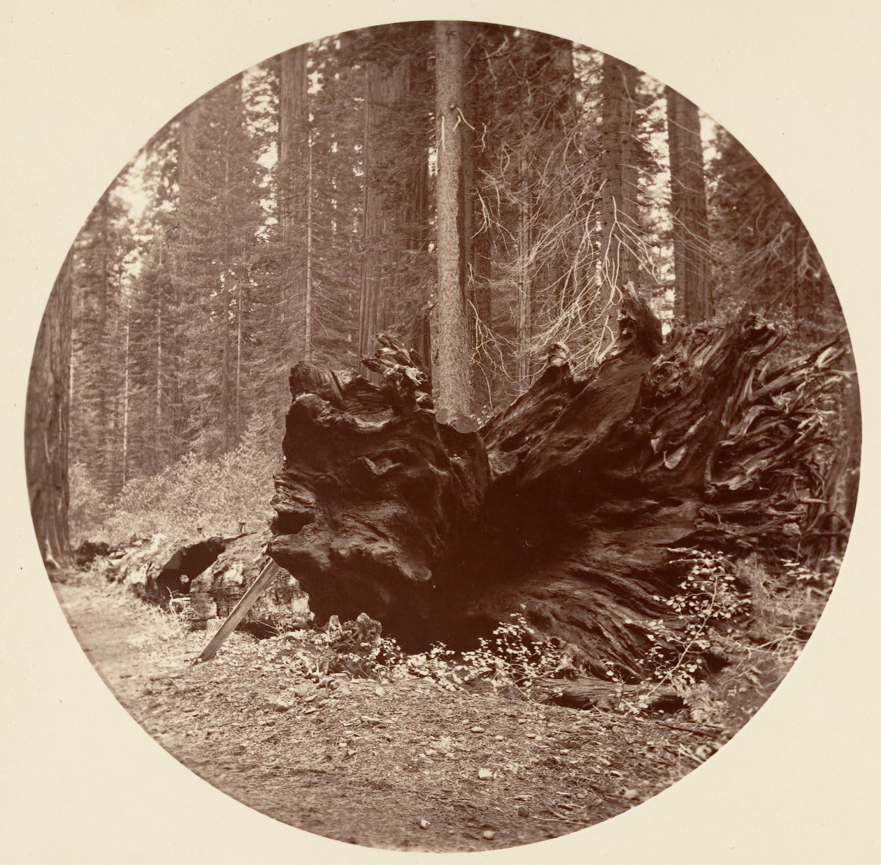 森林之父450英尺C. Grove，约1878年。 作者 卡尔顿·埃蒙斯·沃特金斯