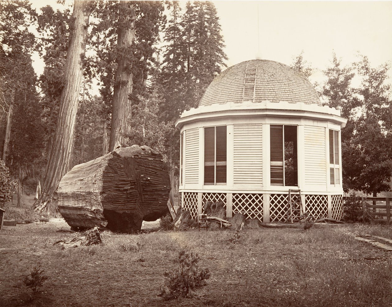 建在大树桩上的房子》，1865-66，约1876年印刷。 作者 卡尔顿·埃蒙斯·沃特金斯