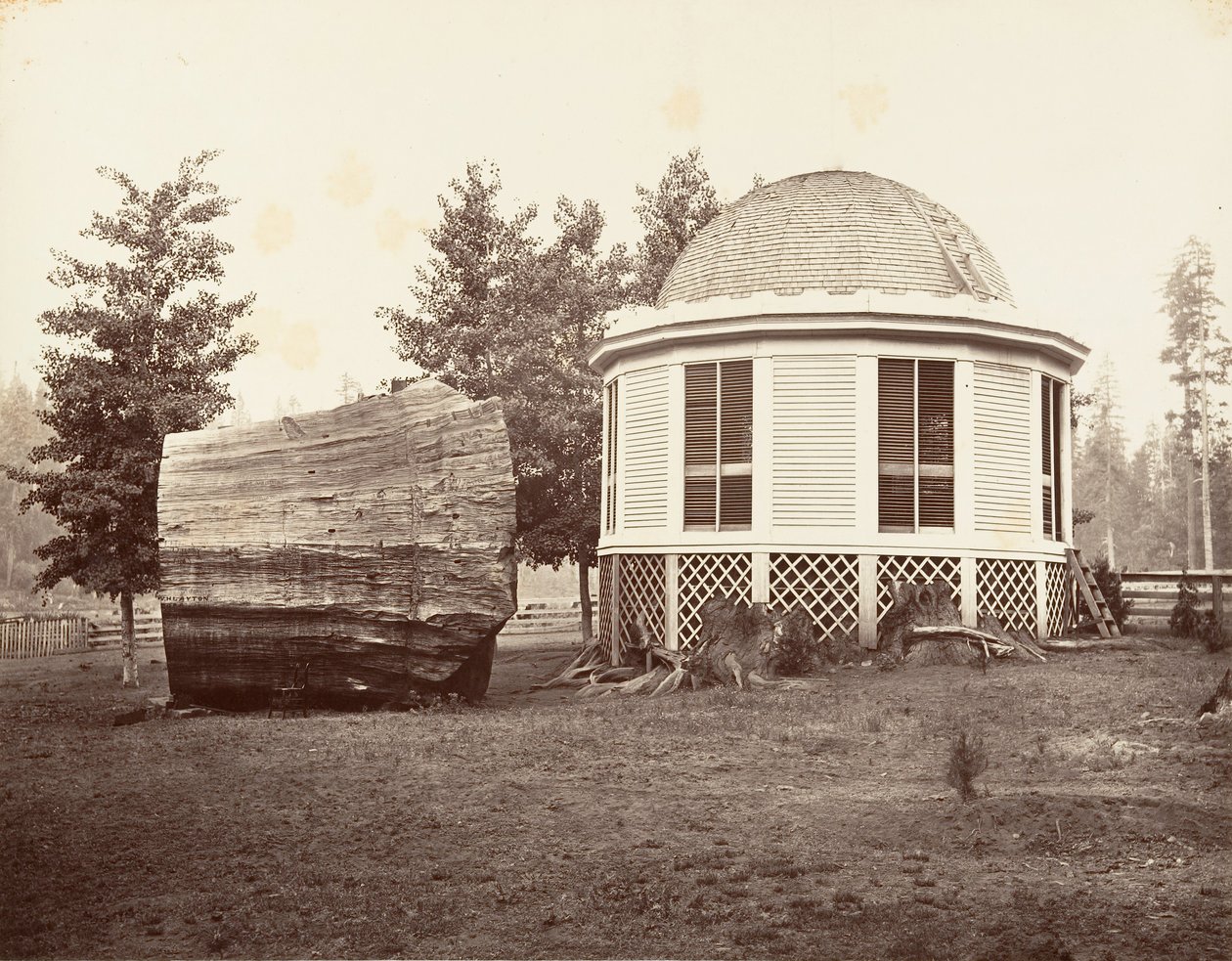 大树桩上的房子》，1865-66，约1876年印刷。 作者 卡尔顿·埃蒙斯·沃特金斯