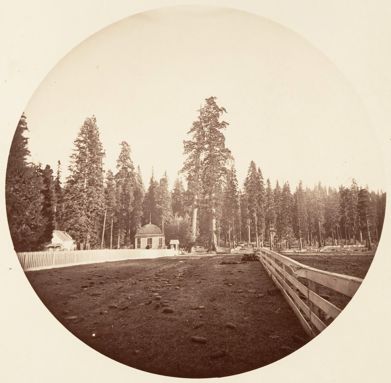 哨兵们。C. Grove，约1878年。 作者 卡尔顿·埃蒙斯·沃特金斯