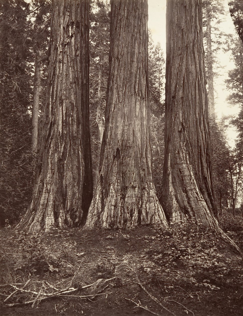 三圣母》，272英尺，1865-66年，约1876年印刷。 作者 卡尔顿·埃蒙斯·沃特金斯