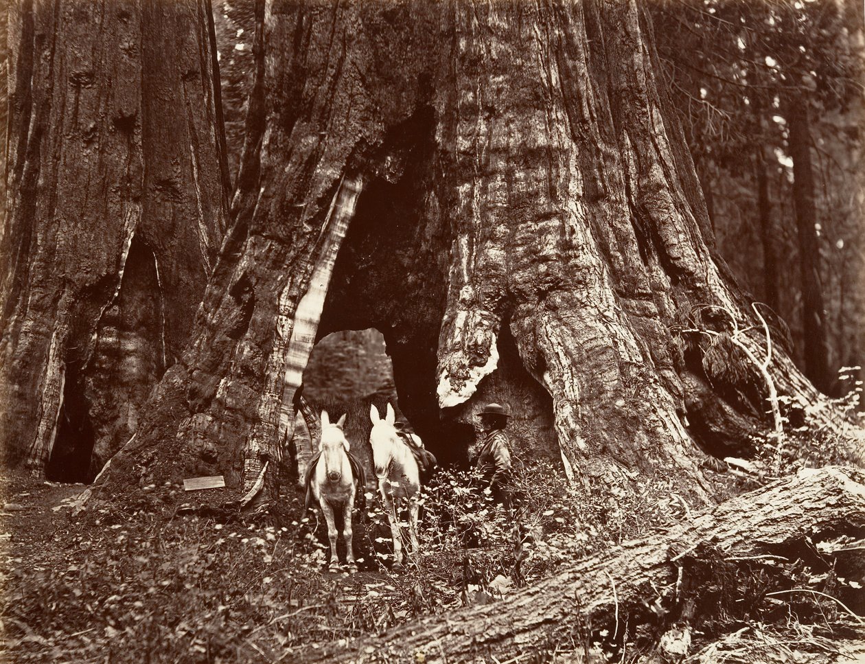 三角架，周长94英尺，1865-66年，约1876年印刷。 作者 卡尔顿·埃蒙斯·沃特金斯