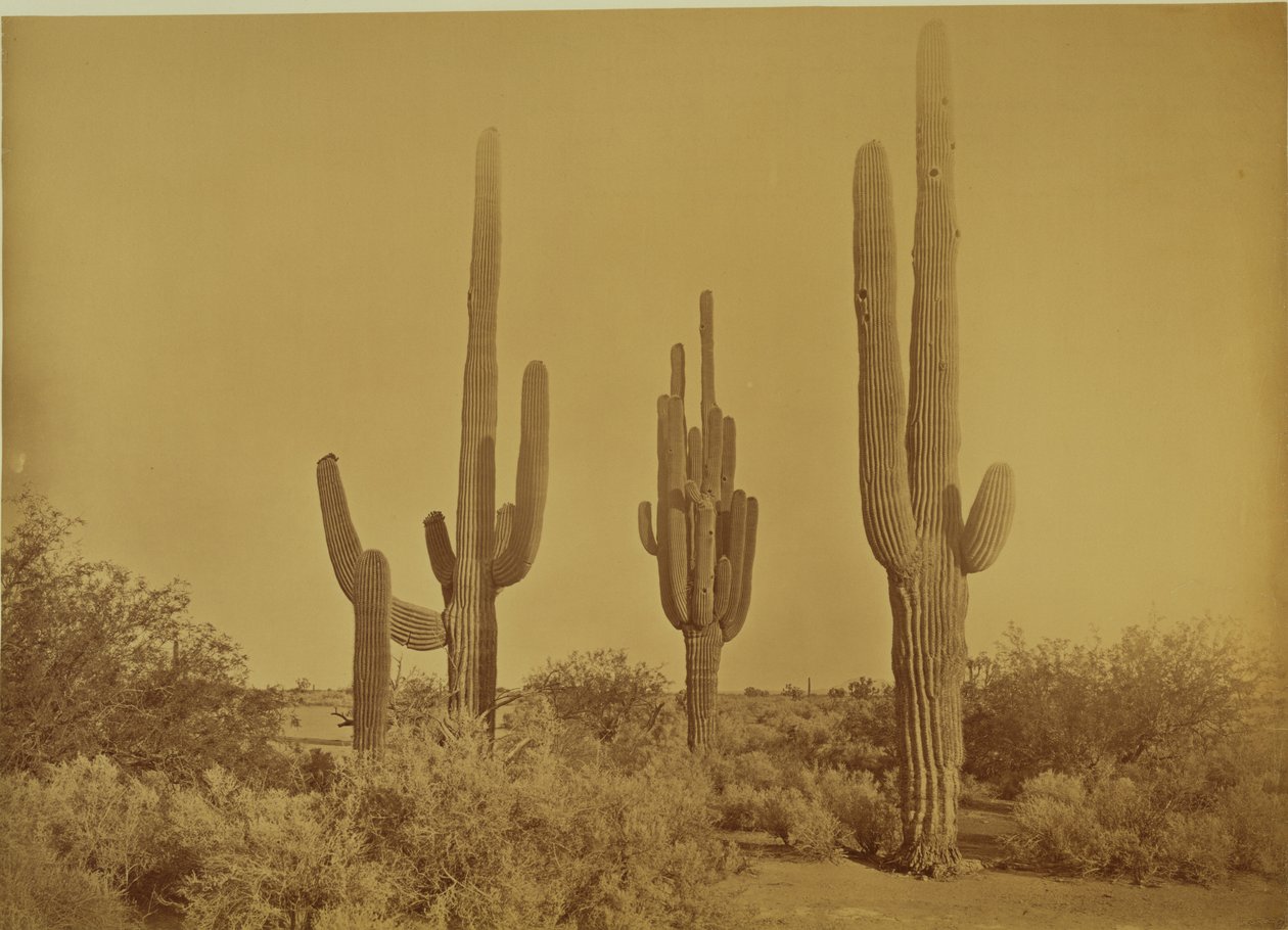 [仙人掌，亚利桑那州 - Cereus Giganteus] 作者 卡尔顿·沃特金斯