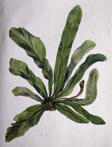 Aspidistra，19世纪 作者 卡罗琳·路易莎·梅瑞迪斯