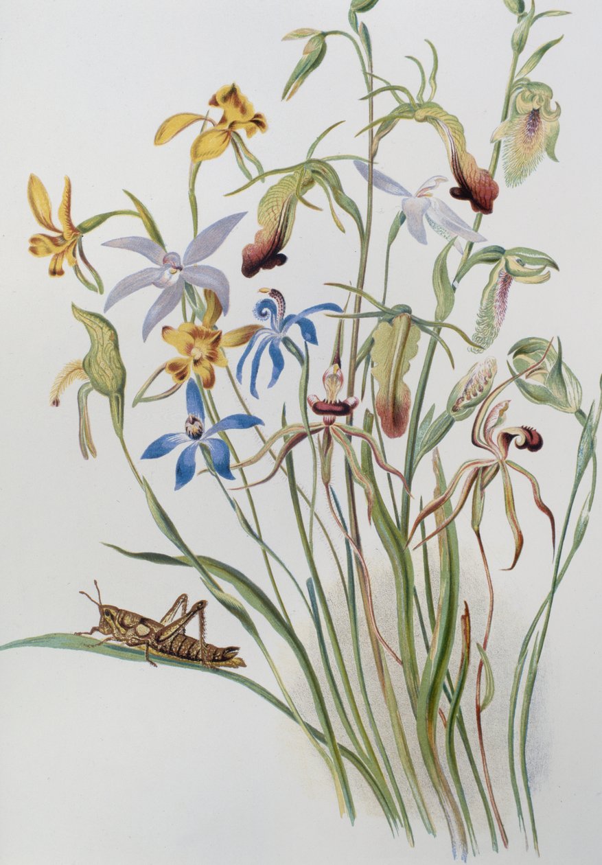 虹膜和蓝色Speedwell 作者 卡罗琳·路易莎·梅瑞迪斯