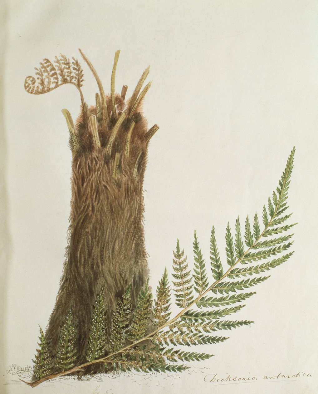 研究19世纪的蕨类植物 作者 卡罗琳·路易莎·梅瑞迪斯