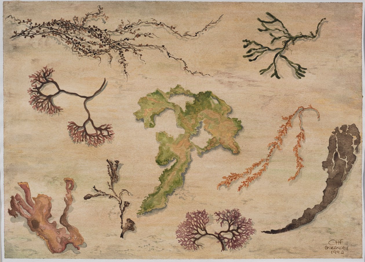 海藻，1992年（纸上写着） 作者 卡罗琳·哈伯德·福特