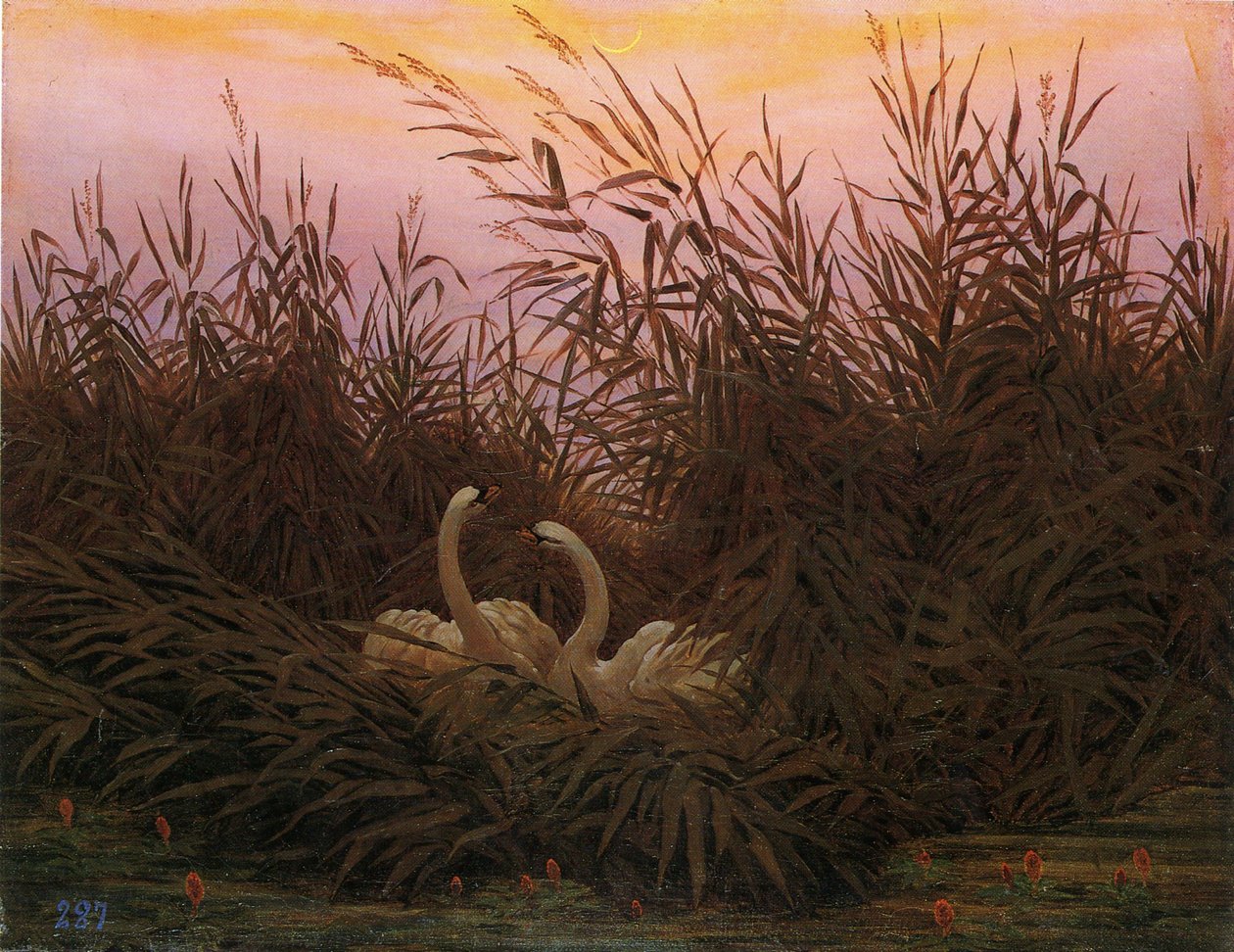 德语：Schwäne im Schilf beim ersten Morgenrot 黎明时分芦苇丛中的天鹅 作者 卡斯珀·大卫·弗里德里希（Caspar David Friedrich）
