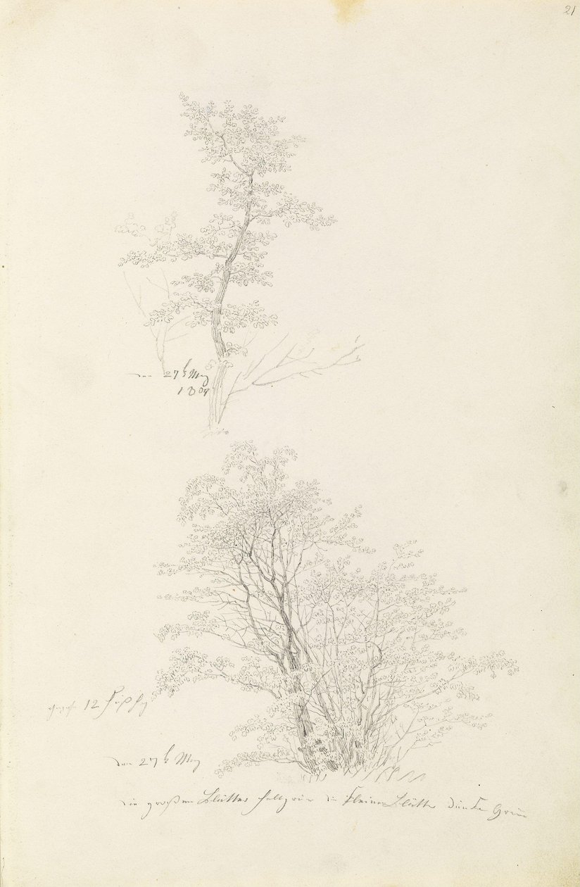 幼树群 作者 卡斯珀·大卫·弗里德里希（Caspar David Friedrich）
