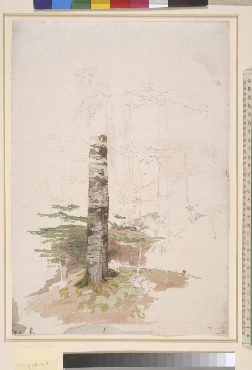 针叶林内部研究 作者 卡斯珀·大卫·弗里德里希（Caspar David Friedrich）