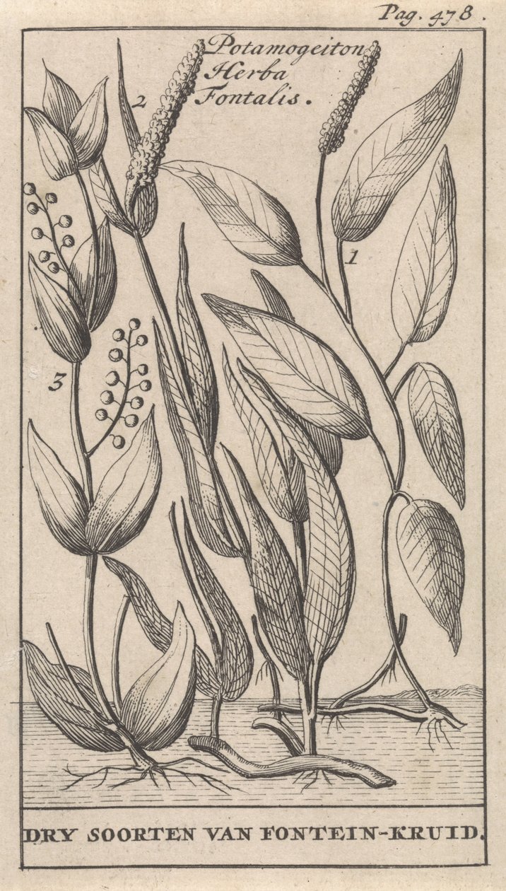 三种池塘草
Potamogeiton Herba Fontalis / 干种池塘草（物体上的标题） 作者 卡斯珀·路肯（Caspar Luyken）