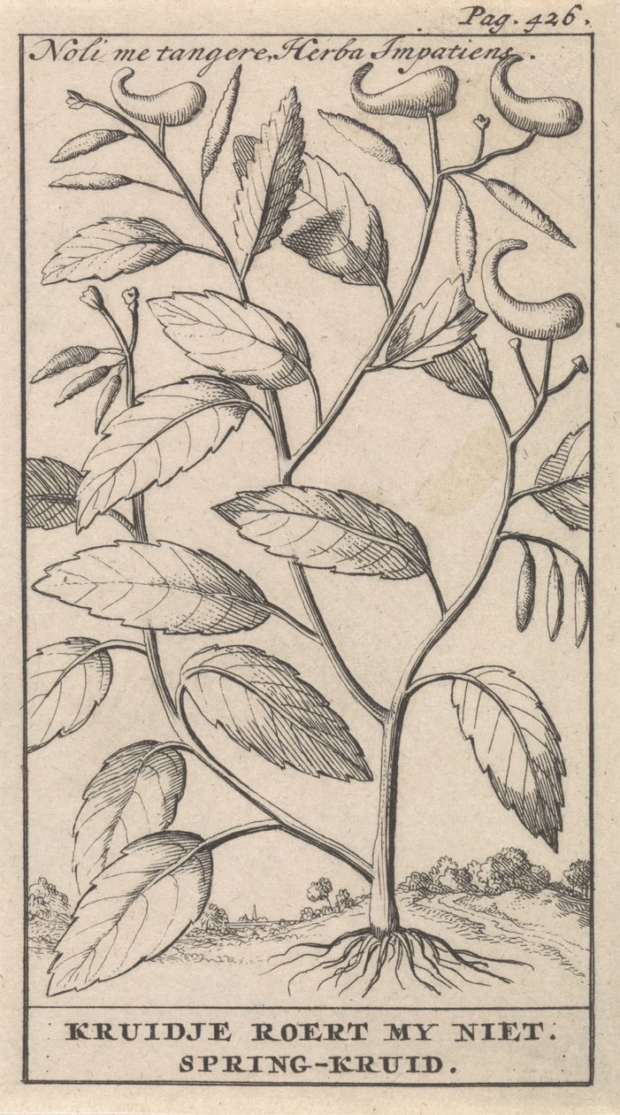 春草 Noli me tangere，Herba Impatiens / Kruidje 不要打扰我。 春天药草（物体上的标题） 作者 卡斯珀·路肯（Caspar Luyken）