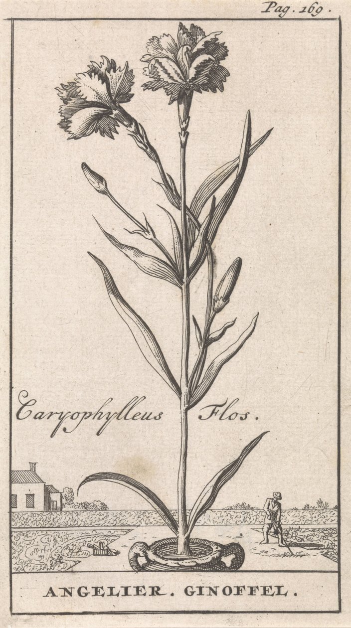标题页和八幅花卉版画
安杰利耶
Caryophylleus Flos / Angelier.吉诺费尔（作品名称） 作者 卡斯珀·路肯（Caspar Luyken）