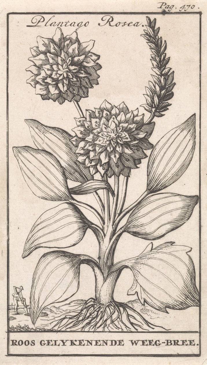 扉页和八幅花卉印刷品 韦格布里 Plantago Rosea / Roos gelykenende Weeg-bree（物体上的标题） 作者 卡斯珀·路肯（Caspar Luyken）