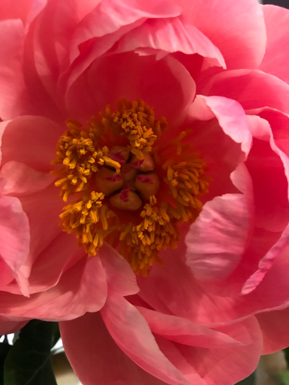 构图--花，2019（照片） 作者 塞西尔·贾梅特