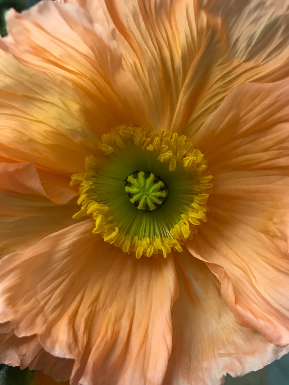 构图--花，2019（照片） 作者 塞西尔·贾梅特