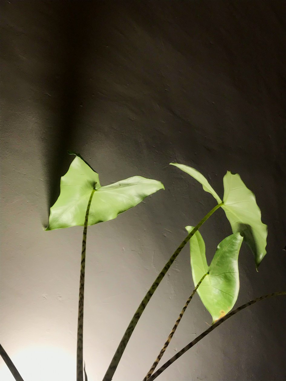 构成 - 植物, 2021 (照片) 作者 塞西尔·贾梅特