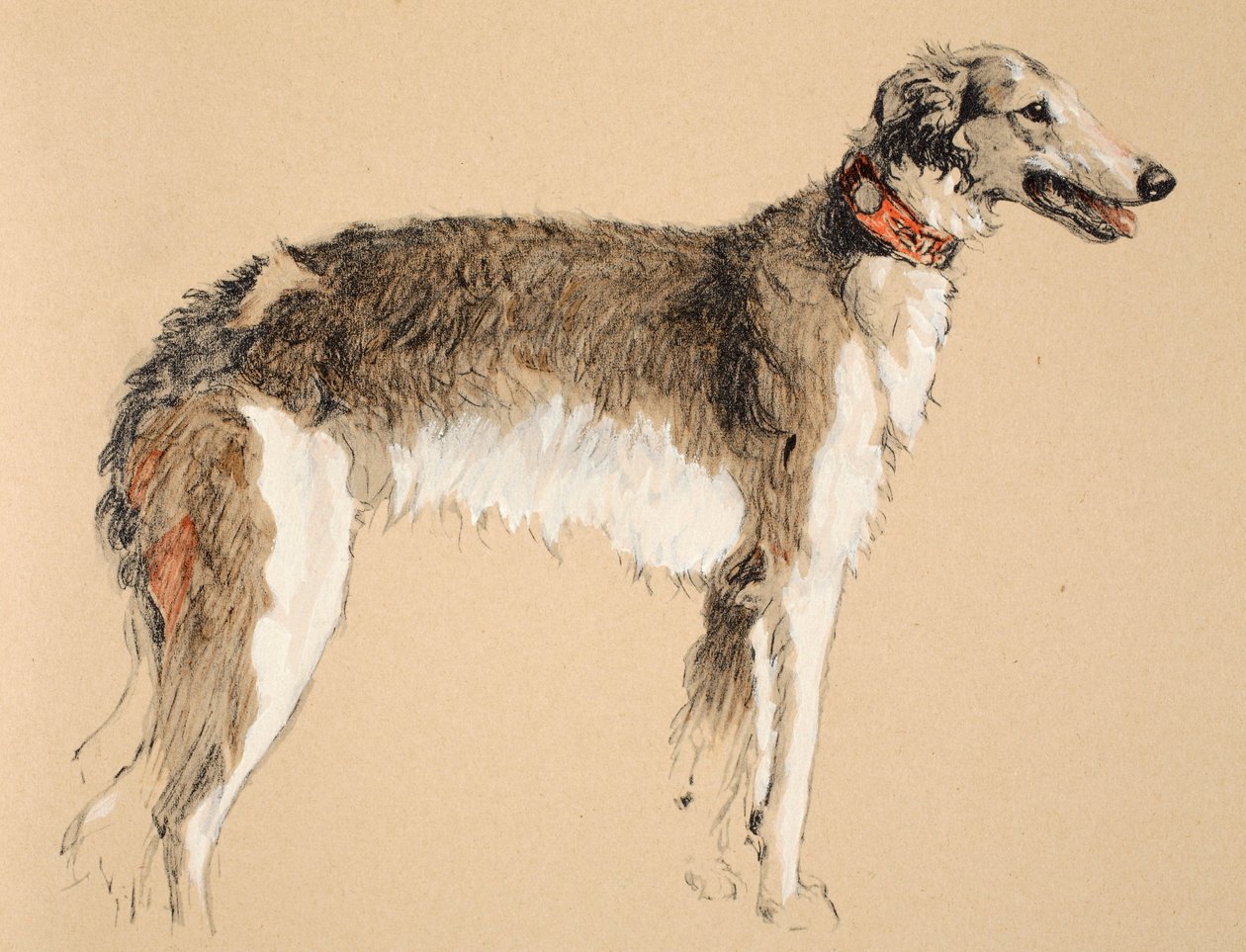 Borzoi，1930年，他的素描书插图用于&39;Just Among Friends&39;，Aldin，Cecil Charles Windsor（1870-1935），后来由Eyre和Spottiswoode Limited出版，1934年，Chalk和Charcoal on 作者 塞西尔·查尔斯·温莎·奥尔丁