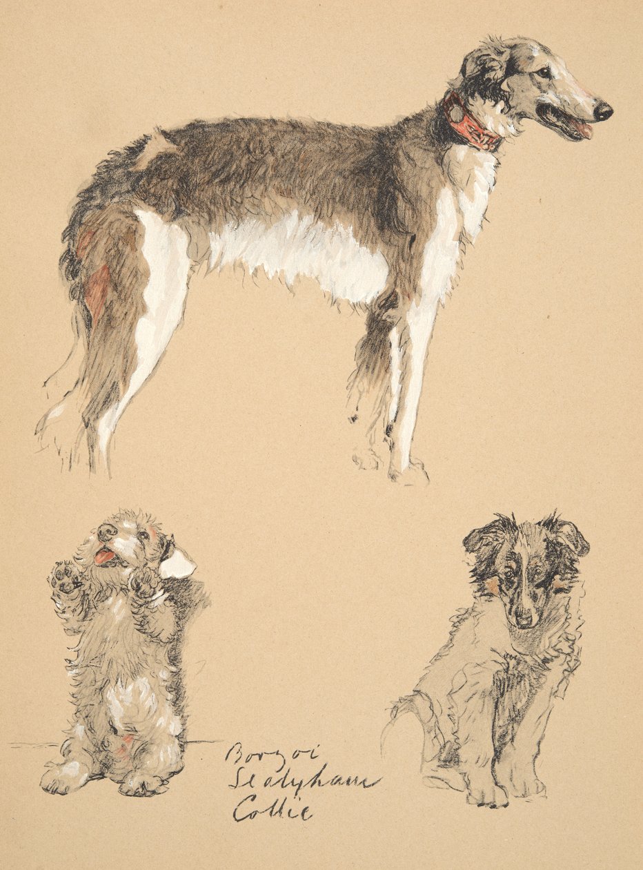 Borzoi，Sealyham和Collie，1930年，他的素描书插图用于&39;Just Among Friends&39;，Aldin，Cecil Charles Windsor（1870-1935），后来由Eyre和Spottiswoode Limited出版，1934年，C 作者 塞西尔·查尔斯·温莎·奥尔丁