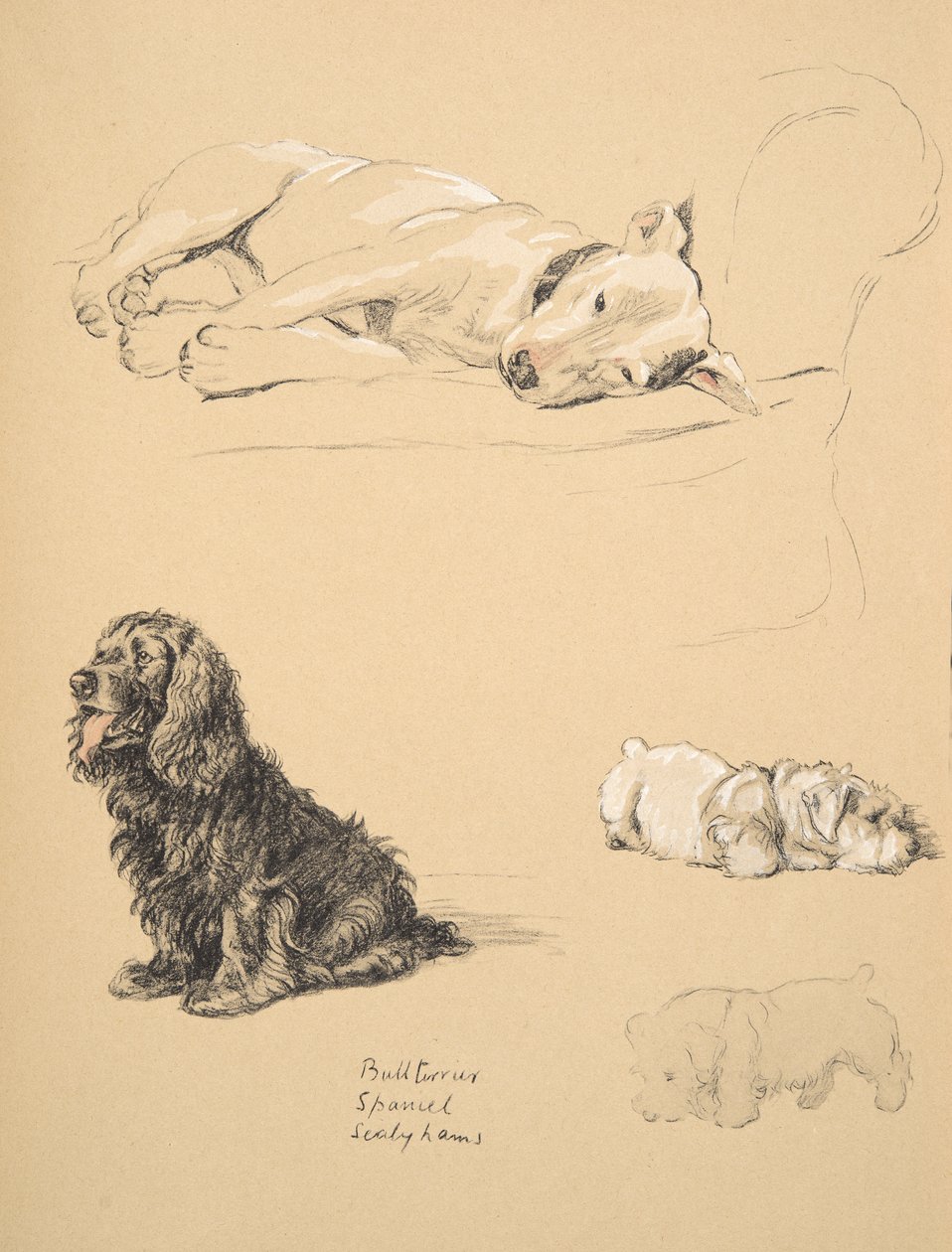 斗牛梗，西班牙猎狗和Sealyhams，1930年，他的素描书中的插图用于&39;Just Among Friends&39;，Aldin，Cecil Charles Windsor（1870-1935），后来由Eyre和Spottiswoode Limited出版， 作者 塞西尔·查尔斯·温莎·奥尔丁
