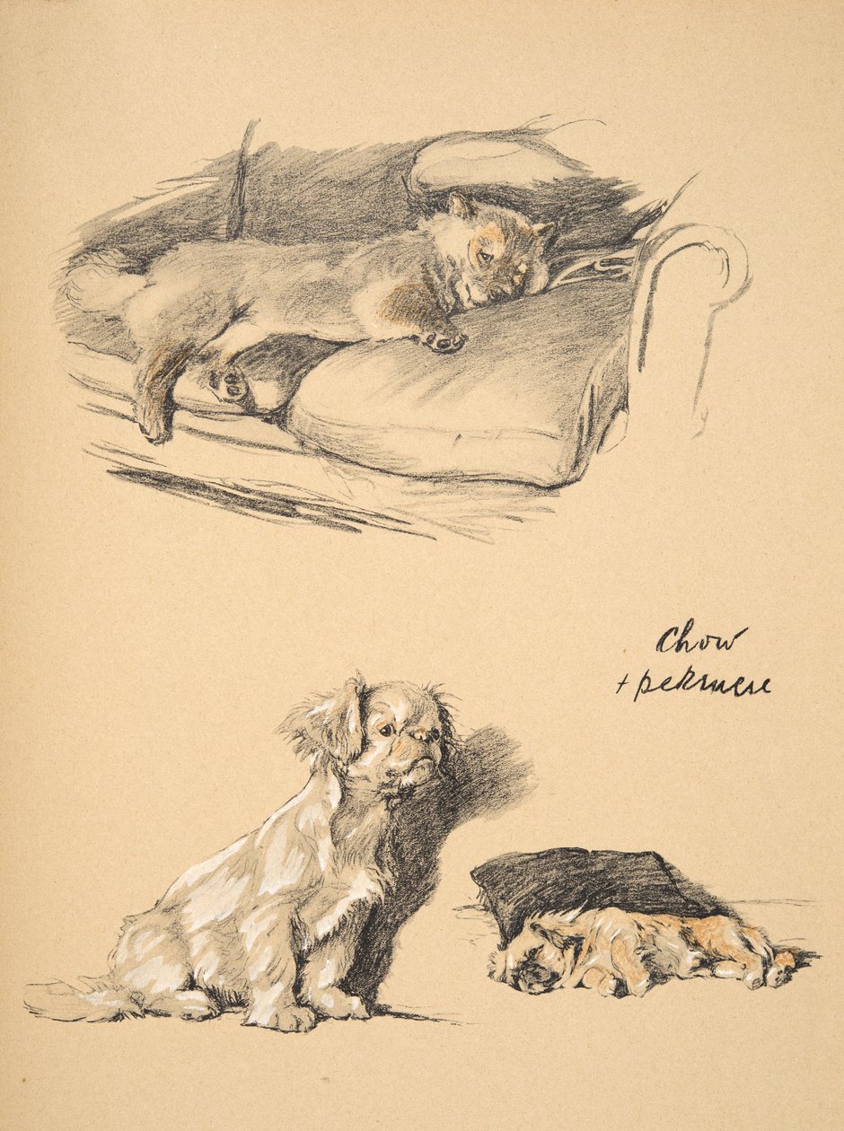 Chow和Pekinese，1930年，他的素描书中的插图用于&39;Just Among Friends&39;，Aldin，Cecil Charles Windsor（1870-1935），后来由Eyre和Spottiswoode Limited出版，1934年，Chalk和C 作者 塞西尔·查尔斯·温莎·奥尔丁