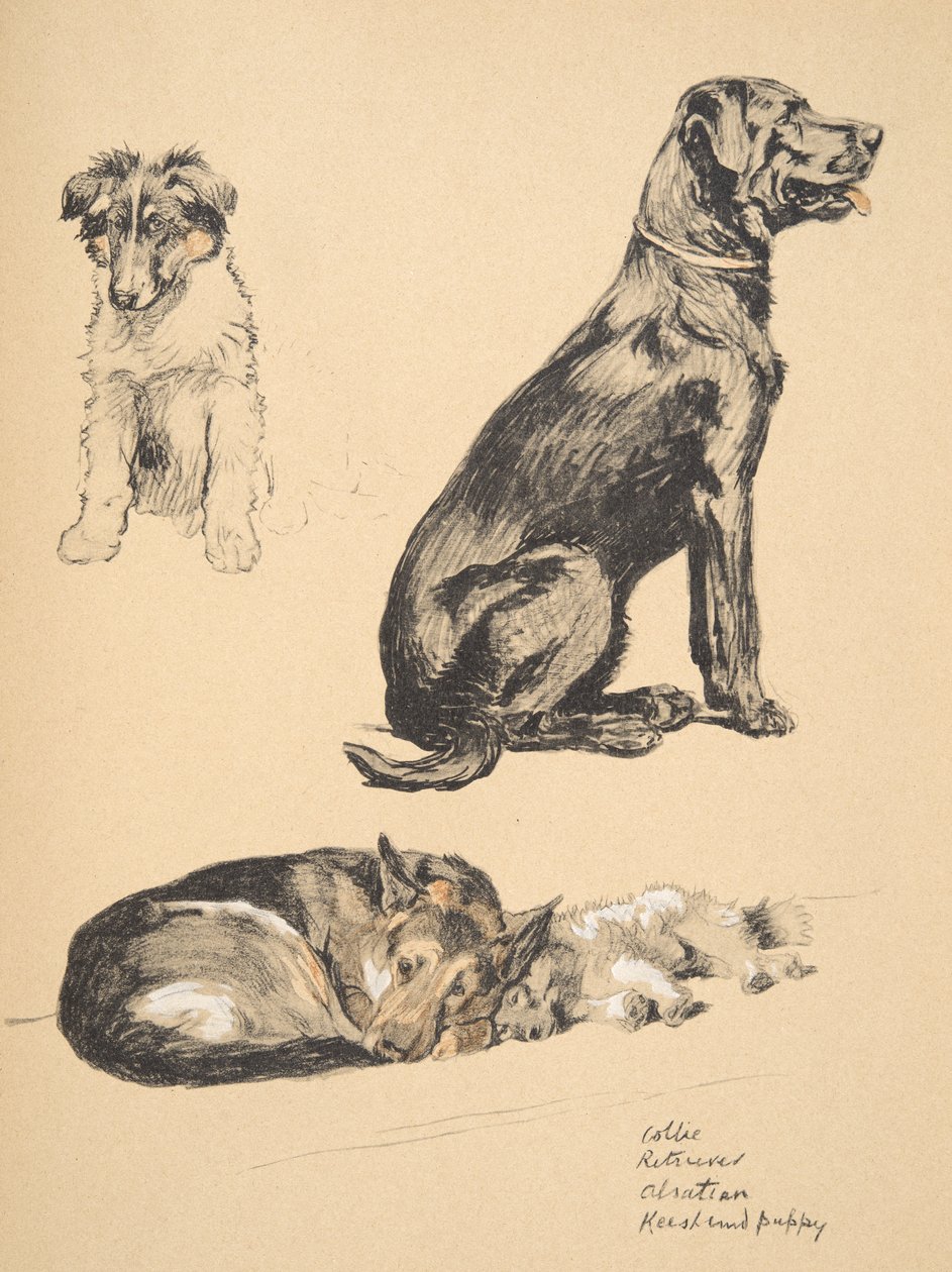 牧羊犬，猎犬，Alstian和Keeshund Puppy，1930年，他的素描书插图用于&39;Just Among Friends&39;，Aldin，Cecil Charles Windsor（1870-1935），后来由Eyre和Spottiswood出版 作者 塞西尔·查尔斯·温莎·奥尔丁