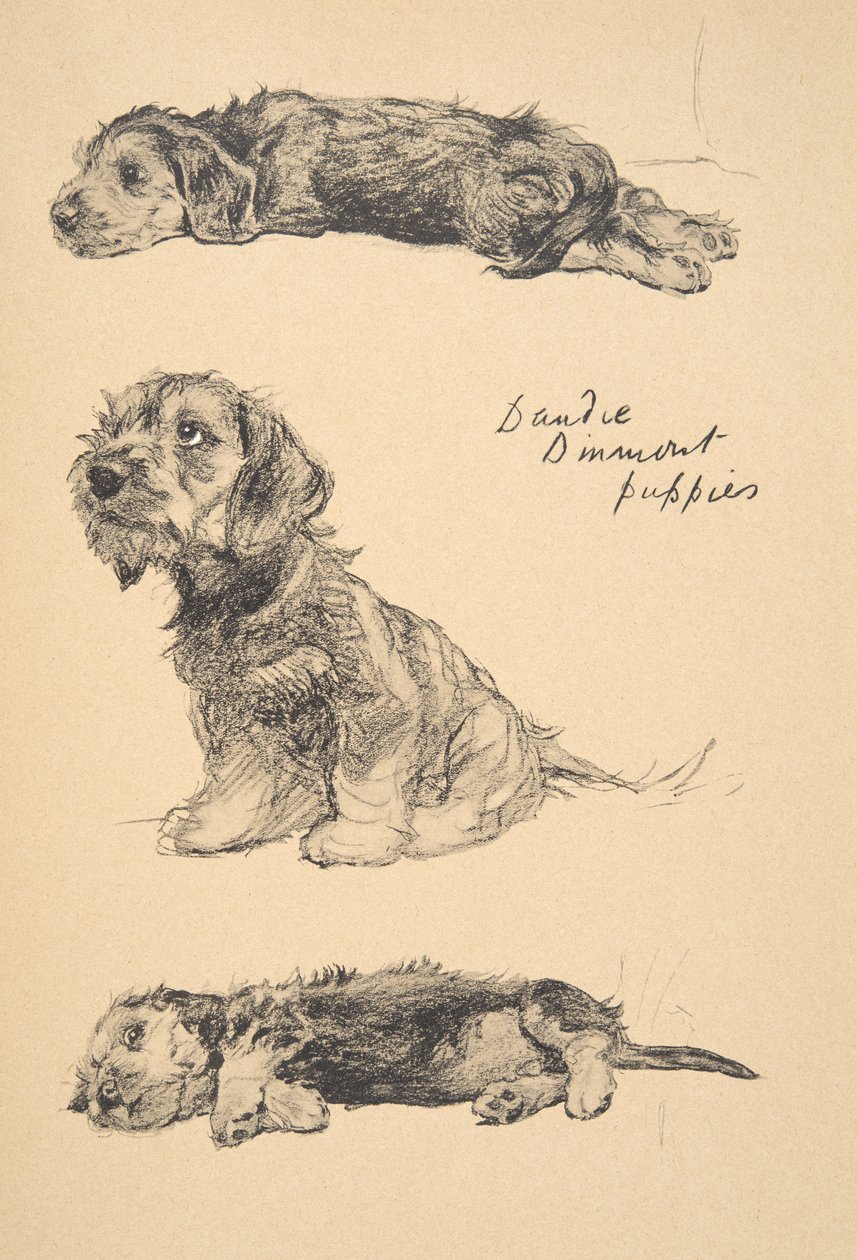 Dandie Dinmont Puppies，1930，插图来自他的素描书，用于&39;Just Among Friends&39;，Aldin，Cecil Charles Windsor（1870-1935），后来由Eyre和Spottiswoode Limited出版，1934年，Chalk 作者 塞西尔·查尔斯·温莎·奥尔丁